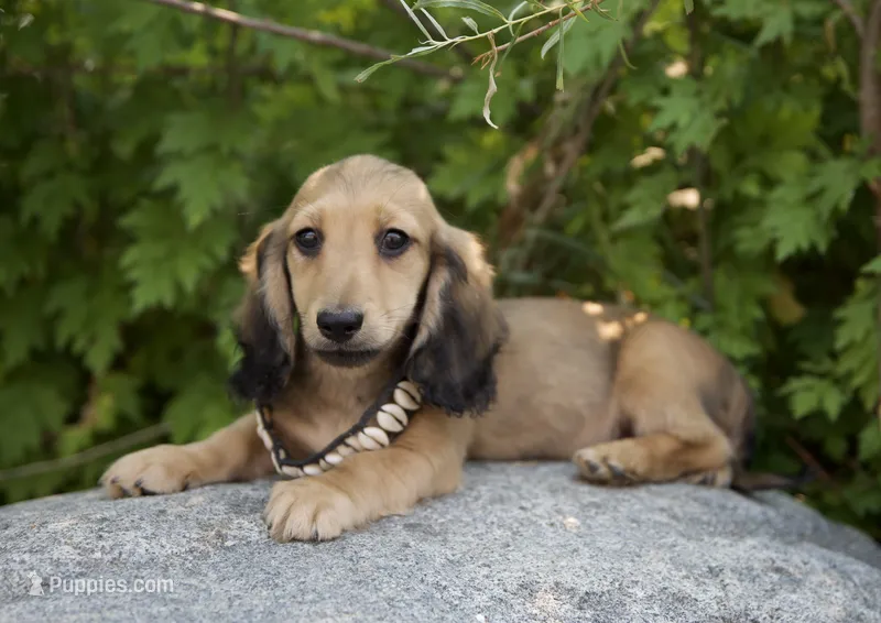 Frederick – Miniature Dachshund puppy for sale in Crystal, MI