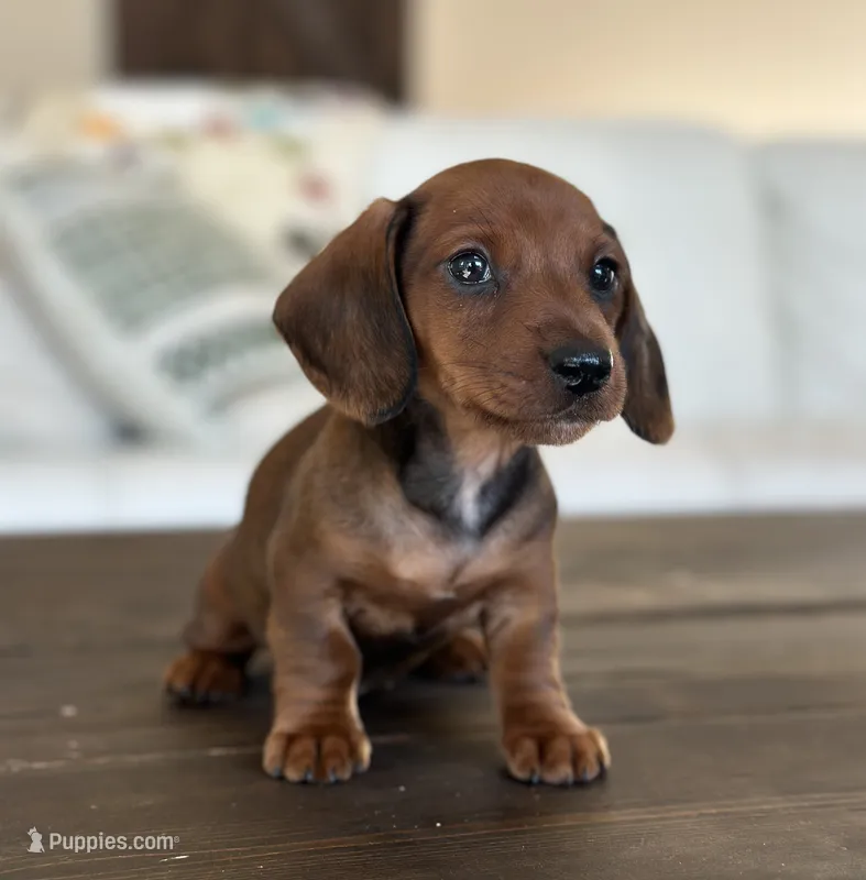 Poppy's girl – Dachshund puppy for sale in Crystal, MI