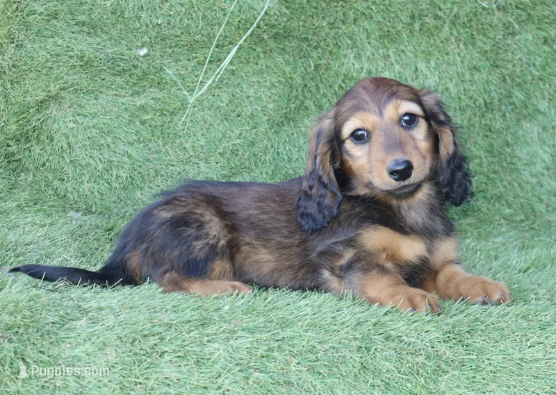 Ruthy – Dachshund puppy for sale in Crystal, MI