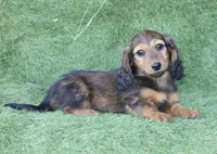 Ruthy, a female Dachshund for sale in Crystal, MI – 1 of 1