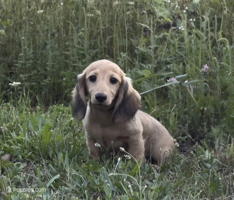 Luce – Dachshund puppy for sale in Crystal, MI