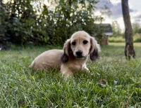 Low Gan, a male Dachshund for sale in Crystal, MI – 1 of 1
