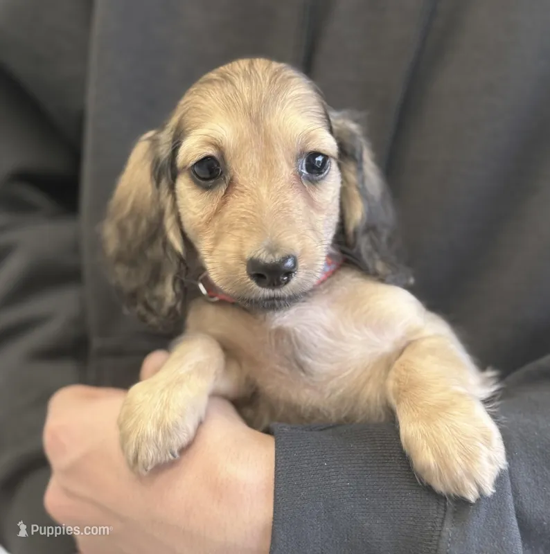 Tabby, a female Miniature Dachshund for sale in Crystal, MI – Photo 1 of 1