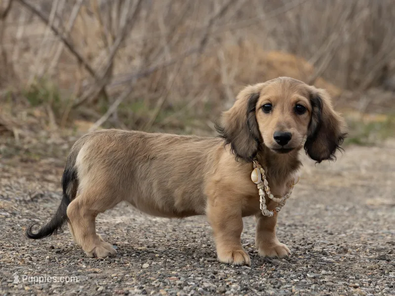 Tildy – Miniature Dachshund puppy for sale in Crystal, MI
