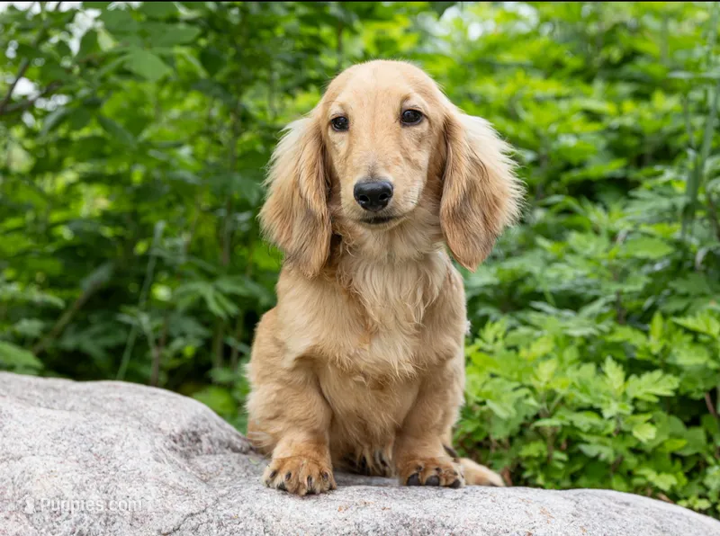 Tugboat – Dachshund puppy for sale in Crystal, MI