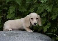 Bianca's boy, a male Miniature Dachshund for sale in Crystal, MI – 1 of 1