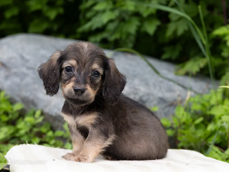 Lewis – Miniature Dachshund puppy for sale in Crystal, MI