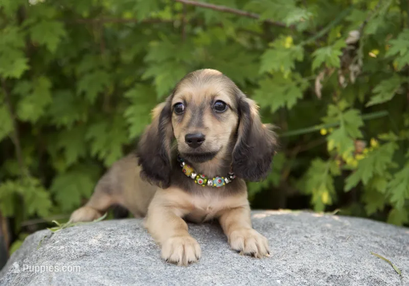 Lewis – Miniature Dachshund puppy for sale in Crystal, MI