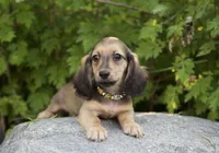 Lewis, a male Miniature Dachshund for sale in Crystal, MI – 1 of 1