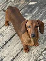 Nutmeg, a female Miniature Dachshund for sale in Crystal, MI – Photo 6 of 8