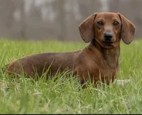 Nutmeg, a female Miniature Dachshund for sale in Crystal, MI – Photo 1 of 8
