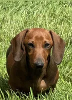 Nutmeg, a female Miniature Dachshund for sale in Crystal, MI – Photo 3 of 8