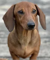 Nutmeg, a female Miniature Dachshund for sale in Crystal, MI – Photo 2 of 8