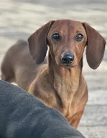Nutmeg, a female Miniature Dachshund for sale in Crystal, MI – Photo 8 of 8