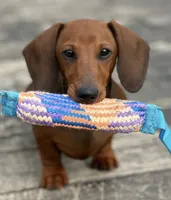 Nutmeg, a female Miniature Dachshund for sale in Crystal, MI – Photo 4 of 8