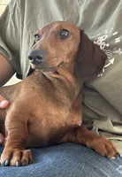 Nutmeg, a female Miniature Dachshund for sale in Crystal, MI – Photo 5 of 8