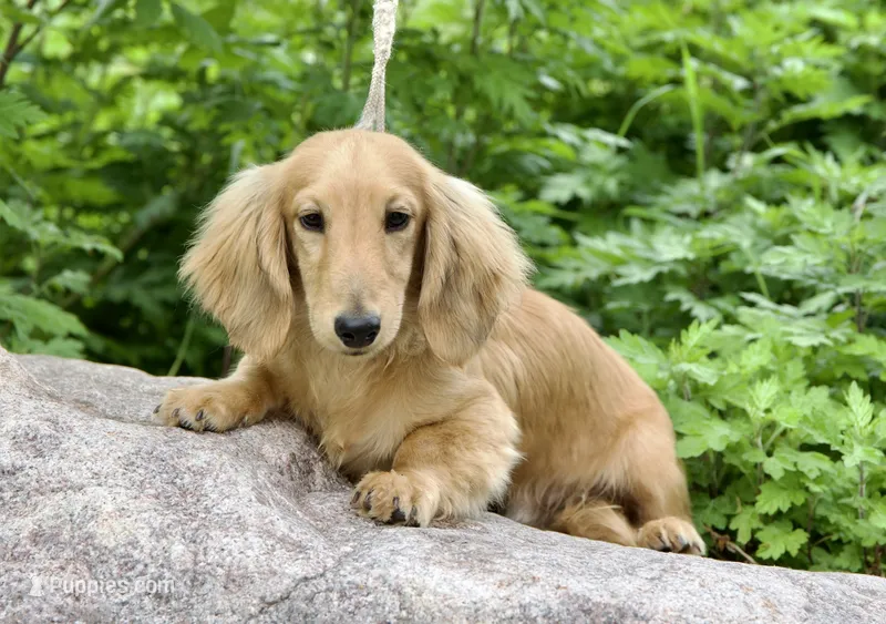 Tug – Miniature Dachshund puppy for sale in Crystal, MI