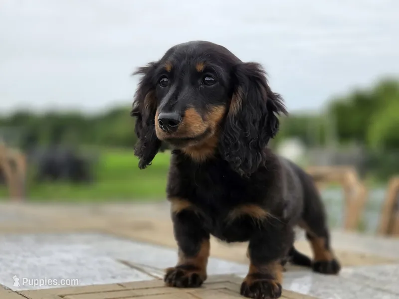 Greta – Miniature Dachshund puppy for sale in Crystal, MI