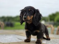 Greta, a female Miniature Dachshund for sale in Crystal, MI – 1 of 1