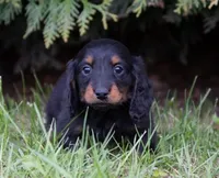 Lyla's Boy, a male Dachshund for sale in Crystal, MI – 1 of 1