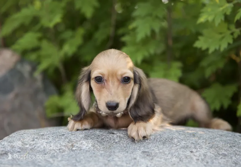 Bonita's Girl – Dachshund puppy for sale in Crystal, MI