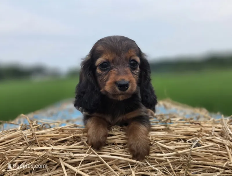 Garnet – Dachshund puppy for sale in Crystal, MI
