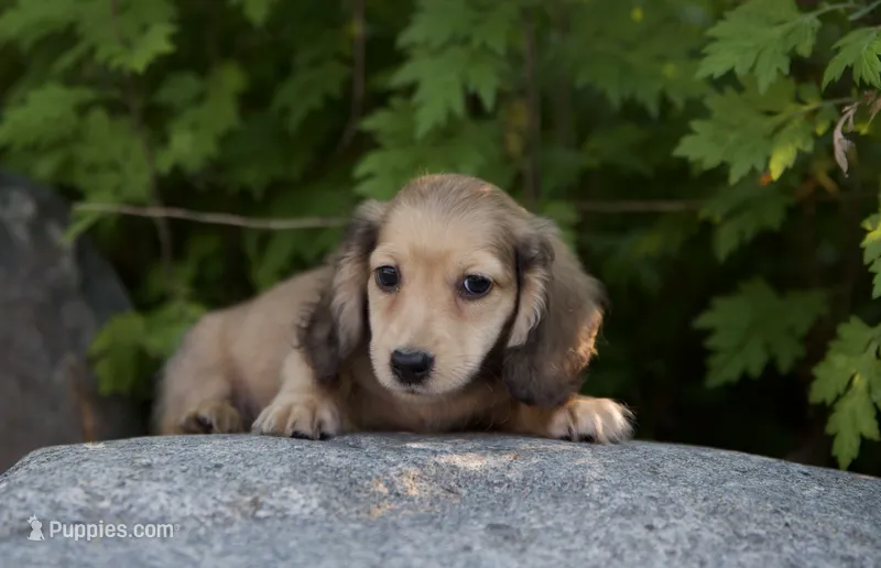 Isaac – Miniature Dachshund puppy for sale in Crystal, MI