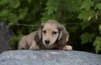 Isaac, a male Miniature Dachshund for sale in Crystal, MI – 1 of 1