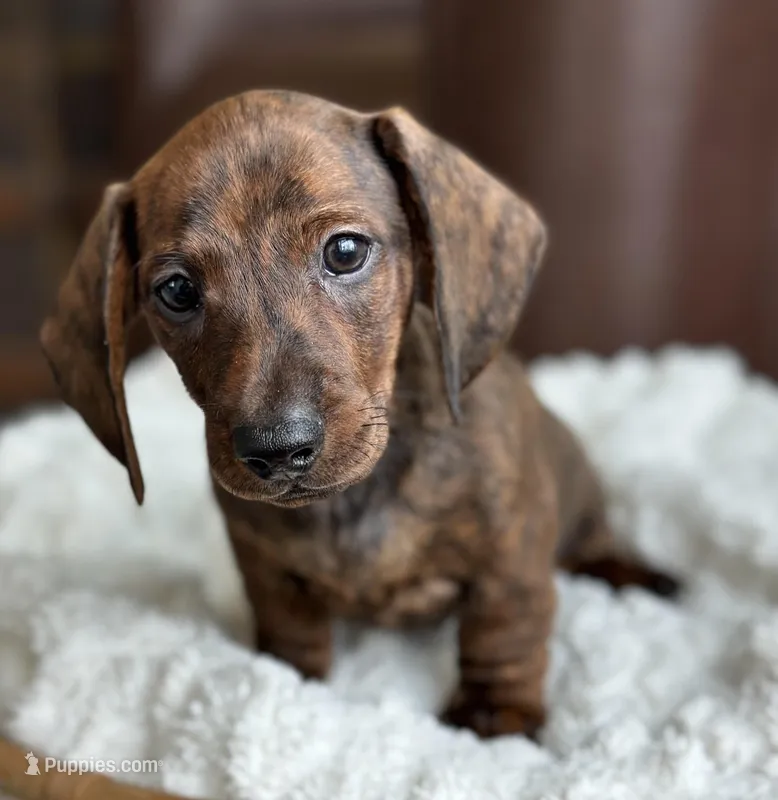 Red Brindle Boy – Miniature Dachshund puppy for sale in Crystal, MI