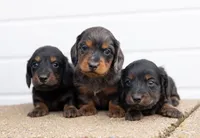Lenny, a male Dachshund for sale in Crystal, MI – 2 of 2