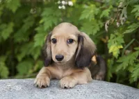 Bonita's Boy, a male Dachshund for sale in Crystal, MI – 1 of 1