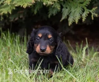 Greta – Miniature Dachshund puppy for sale in Crystal, MI