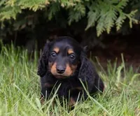 Greta, a female Miniature Dachshund for sale in Crystal, MI – 1 of 1