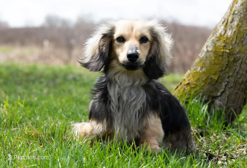Olive – Miniature Dachshund puppy for sale in Crystal, MI