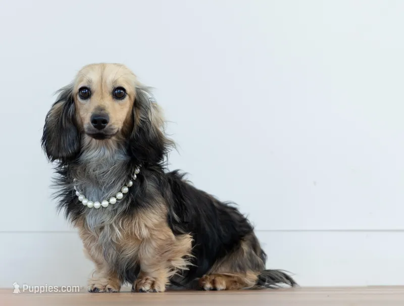 Olive – Miniature Dachshund puppy for sale in Crystal, MI