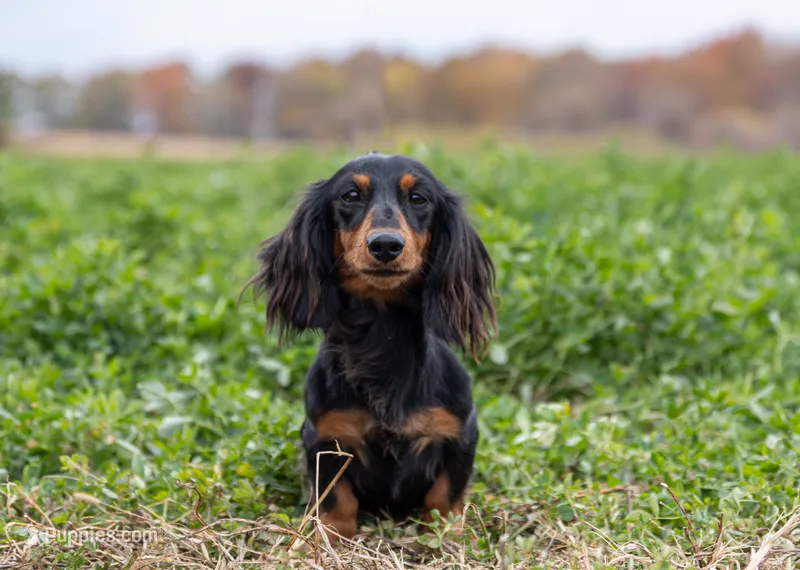 Bonita's Eden – Dachshund puppy for sale in Crystal, MI
