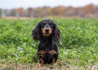 Bonita's Eden, a female Dachshund for sale in Crystal, MI – 1 of 1