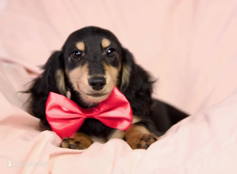 daVinci's Boy – Dachshund puppy on hold in Crystal, MI