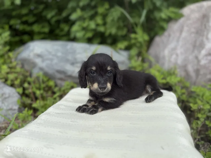 Figgy – Dachshund puppy for sale in Crystal, MI