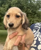 Long Dog, a male Dachshund for sale in Crystal, MI – 2 of 2