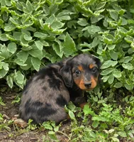 Lenny, a male Dachshund for sale in Crystal, MI – 1 of 1