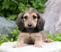 Frederick, a male Miniature Dachshund for sale in Crystal, MI – 1 of 1
