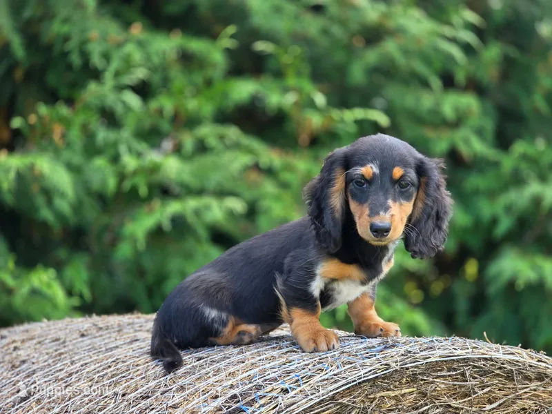 Opee – Dachshund puppy for sale in Crystal, MI