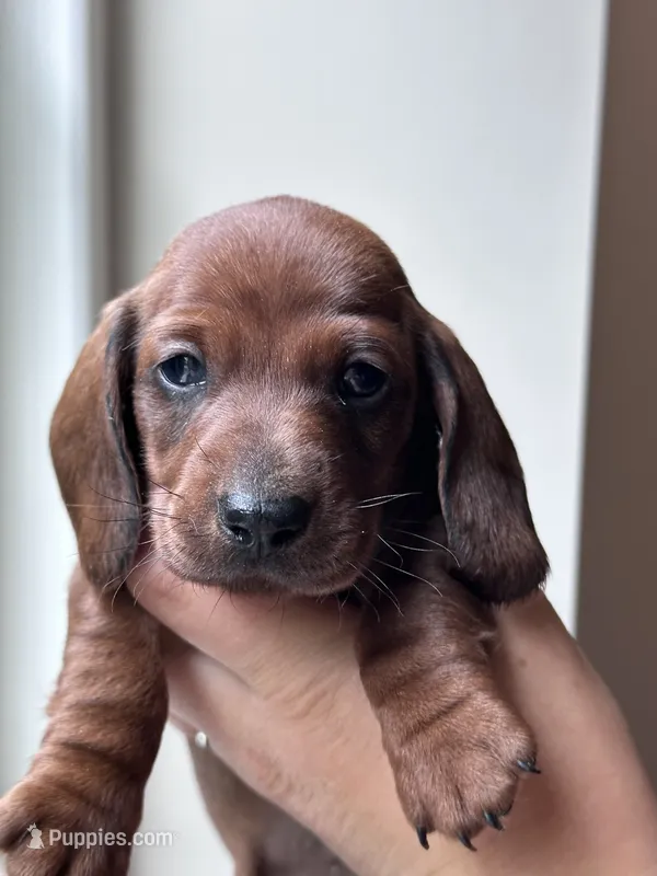 Dragonfruit – Dachshund puppy for sale in Crystal, MI