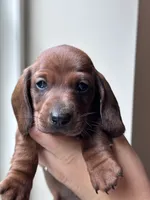 Dragonfruit, a male Dachshund for sale in Crystal, MI – 1 of 1