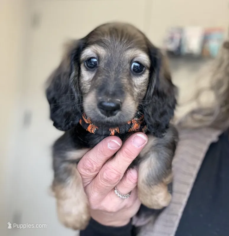 Tess, a female Dachshund for sale in Crystal, MI – Photo 1 of 1