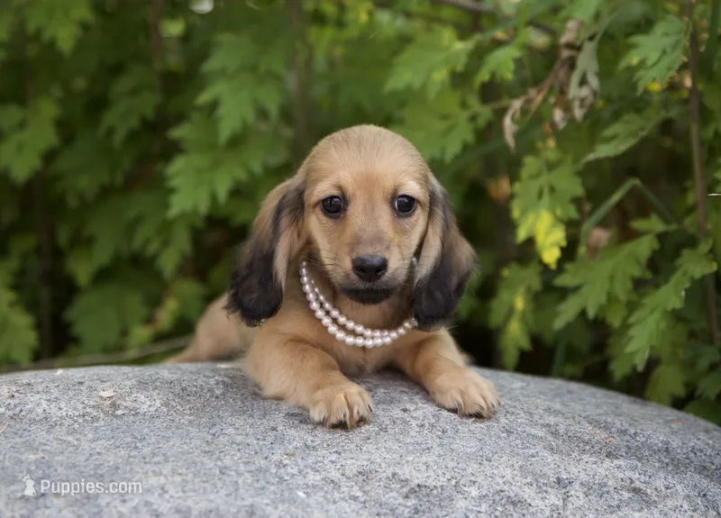 Lelo – Dachshund puppy for sale in Crystal, MI