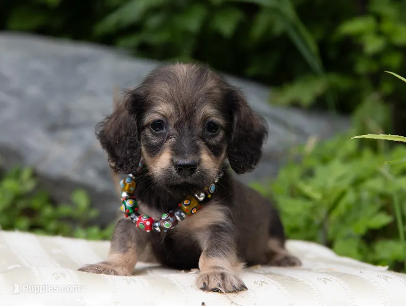 Lolita – Miniature Dachshund puppy for sale in Crystal, MI