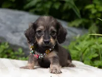 Lolita, a female Miniature Dachshund for sale in Crystal, MI – 1 of 1