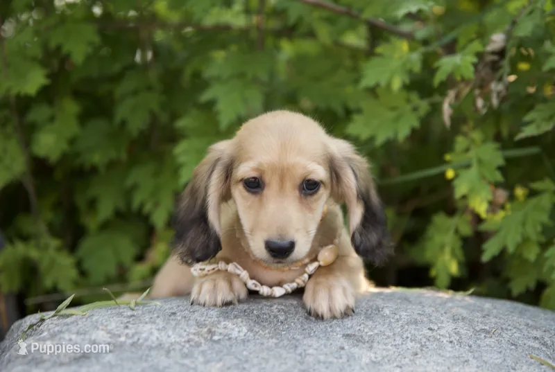 Logan – Miniature Dachshund puppy for sale in Crystal, MI